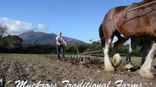 Clydesdale Horses at Work at Muckross Tradtiional Farms [upl. by Nednarb]