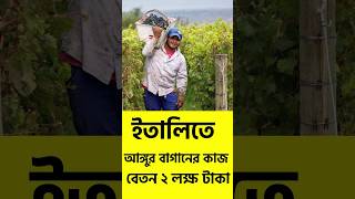 সুখবর🔴 ইতালিতে আঙ্গুর বাগানের কাজ বেতন ২ লক্ষ টাকা shorts subscribe trending [upl. by Rhianna]