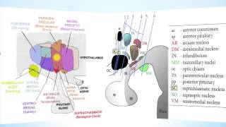 Hypothalamus Part 1 [upl. by Niamrej590]