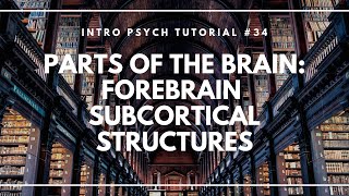 Parts of the Brain Forebrain Subcortical Structures Intro Psych Tutorial 34 [upl. by Kazmirci779]