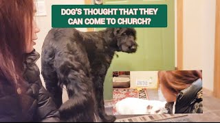 Dogs Thought That They Can Come To Church shortsviral satisfyingvideo [upl. by O'Grady]