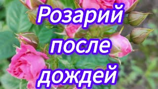 розы после ливней Первое цветение Вивьен Вествуд и Крон Принцесс Маргарет 080624г [upl. by Leandro]