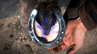 Horse Hoof ABSCESS  How I HELP Him RECOVER  HORSESHOEING [upl. by Asserrac332]