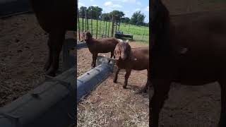 Kalahari reds Goats [upl. by Nospmoht]