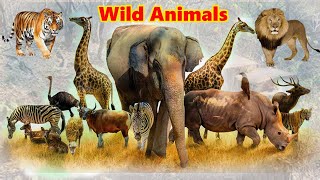 video Exploring the Untamed Beauty of all types of Wild Animals trending animals viral [upl. by Airotcivairam26]