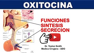 OXITOCINA SINTESIS SECRECION FUNCIONES [upl. by Reinhard]