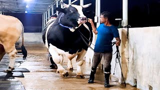 Holstein friesian heifer competition Jagraon Punjab I Progressive Dairy Farmers Association [upl. by Ulrick189]