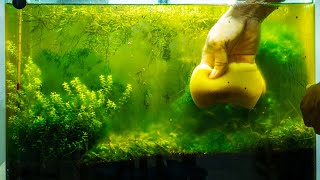 How to Get Rid of Aquarium Algae​  Causes Different Types amp Algae Eaters [upl. by Neural827]