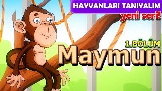 Alpi İle Hayvanları Öğreniyoruz 🐵 Maymunlar  Hayvanları Tanıyalım Okul Öncesi Çizgi Film [upl. by Kerrin786]