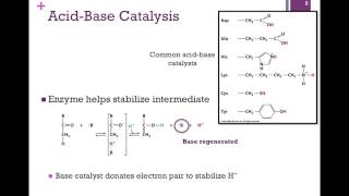 037Catalytic Mechanisms [upl. by Artima]