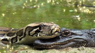 Pythons at Alligator Pond 09  Dangerous Animals in Florida [upl. by Barnabe397]