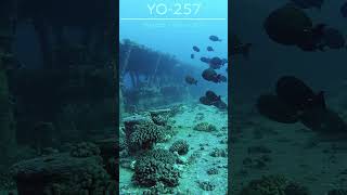 Surgeonfish Cloud on the YO fish scuba ocean hawaii oahu diveoahu wreckdiving [upl. by Far248]