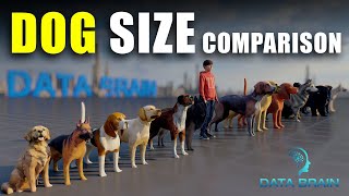 Dog Lovers Beware The Truth behind Dog 3D Size Comparison [upl. by Willin]