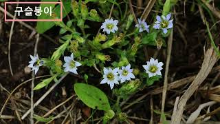 구슬붕이the squarrose gentian [upl. by Solomon389]