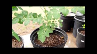 Moringa Stenopetala vs Moringa Oleifera [upl. by Halilahk300]