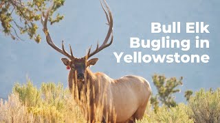 Bull Elk Bugling in Yellowstone 2024 [upl. by Courtenay]