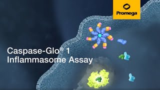 Simple and Specific Detection of Inflammasome Activity [upl. by Magavern]