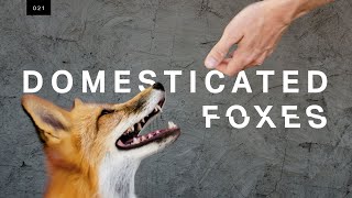 We met the world’s first domesticated foxes [upl. by Ytsihc]