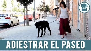 Cómo entrenar a tu 🐕‍🦺perro para que NO TIRE ni JALE de la CORREA✅l Cuando ve a OTRO PERRO [upl. by Mooney]