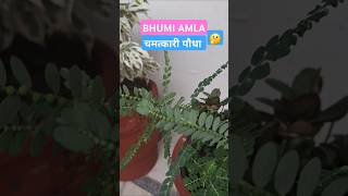 सैकड़ों औषधीय गुणों से भरपुर भूमि आंवला phyllanthus Niruri garden benefits shorts shortsfeed [upl. by Sophey291]