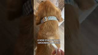 Dog Brush Confusion Shedding Matting and Dematting aumuca dogmom goldenretriever dogshorts [upl. by Ainekahs491]