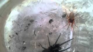 woodlouse spider VSTube Web Spider [upl. by Rebma]