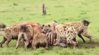 Hyenas Eating Zebra Maasai Mara [upl. by Ydorb]