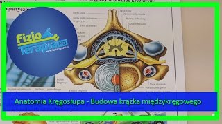 Anatomia Kręgosłupa  Budowa krążka międzykręgowego 5 FizjoTerapia HD [upl. by Madai]