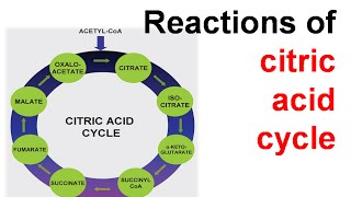 Citric acid cycle explanation [upl. by Aneg]