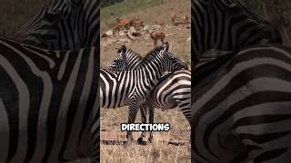 Why Do ZEBRAS DO THAT  An AMAZING FACTS 🤩 [upl. by Moore]