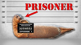 REAL SEALS IN PRISON [upl. by Akeinahs]