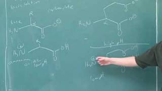 Organic chemistry Amino acids and peptides 2 [upl. by Andreas]