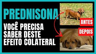 PREDNISONA para cachorro Dose indicações e colaterais [upl. by Guimar]