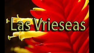 Bromelia Vriesea [upl. by Sinned891]