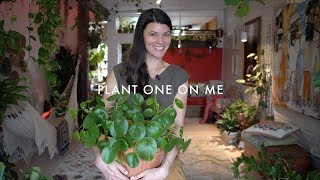 Pilea peperomioides Care amp Propagation — Plant One On Me — Ep 088 [upl. by Nnylyt]