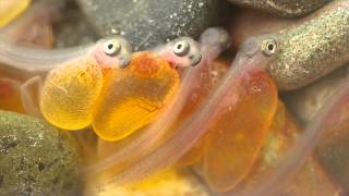 Steelhead Eggs Hatching [upl. by Iadam]