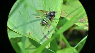 Parasitic Yellow Jackets Dolichovespula arctica and Gratiola neglecta Clammy Hedgehyssop [upl. by Eyahc]