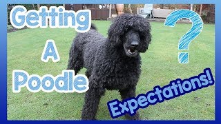 What to Expect When Getting a Poodle 6 Things to Expect When You Get a Poodle Breed Dog [upl. by Dyrrej]