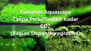 Tanaman Aquascape Tanpa CO2 Bagian DepanForeground [upl. by Knox]