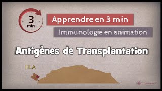 32◽ Antigènes de transplantation [upl. by Nwahsel289]