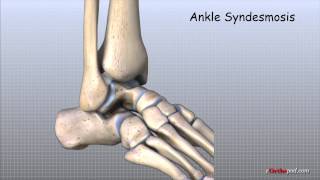 Ankle Anatomy Animated Tutorial [upl. by Nosam]