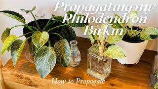 PROPAGATING MY PHILODENDRON BIRKIN  How to Propagate a Philodendron Birkin theplantingbug2045 [upl. by Darline]