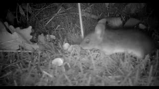 Yellownecked mice removing tree seeds [upl. by Hymie]