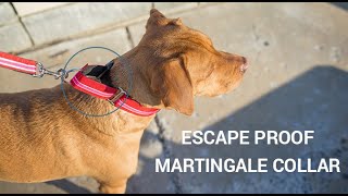 Martingale Dog Collar Collar  How to measure fit and use martingale dog collars for leash walking [upl. by Eninahpets]