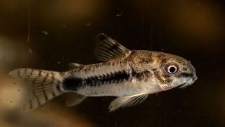 Salt and Pepper Cory Corydoras habrosus Species Spotlight [upl. by Meit]