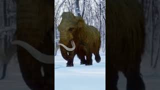 Woolly Mammoth During The Ice Age [upl. by Ennairol769]