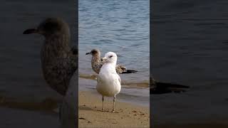 🤍 Ring billed gull bird 🤍 [upl. by Eelahc338]