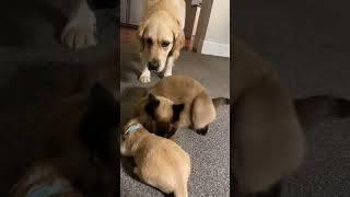 Cat comforts crying puppy while mom takes a break [upl. by Ahsaela]