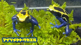 アイゾメヤドクガエル すごい色 Dendrobates tinctorius [upl. by Legnaleugim]