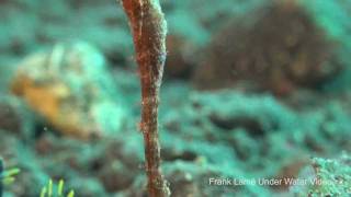 Ghost Pipe Fishes [upl. by Wakeen844]